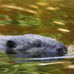 Affût au castor en canoë 2 natural 3048548 1920